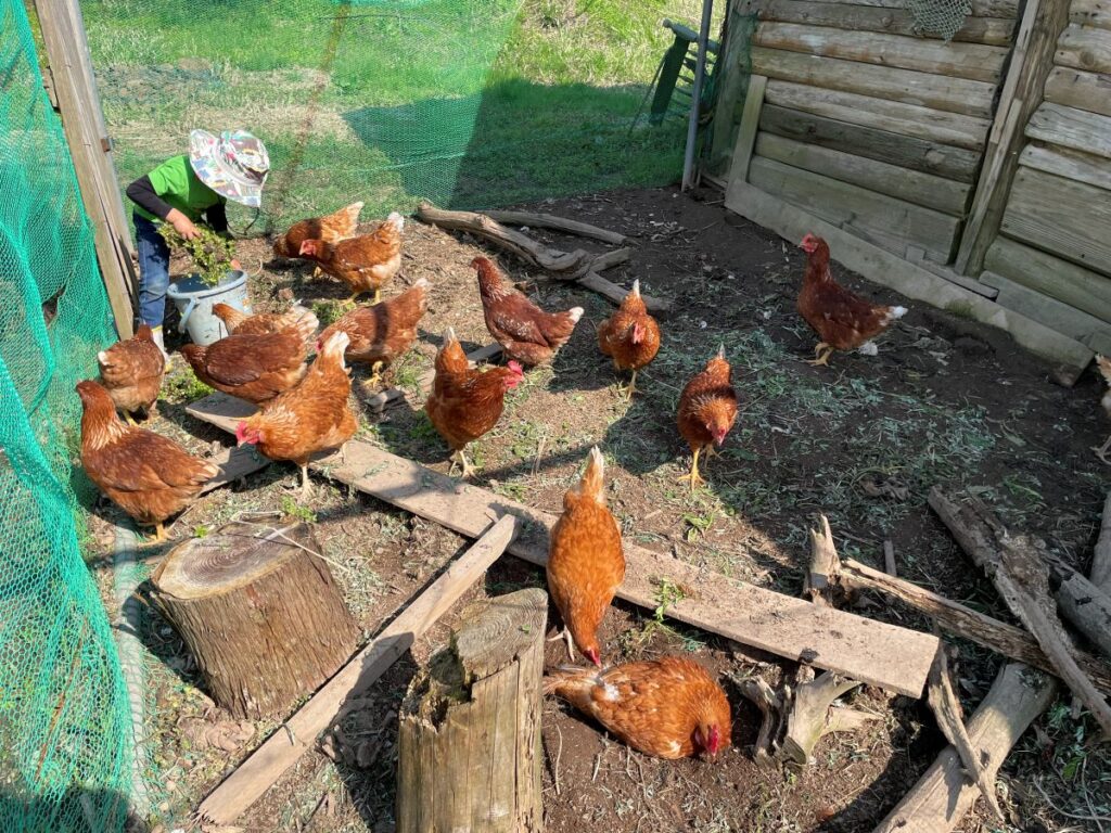 鶏たち