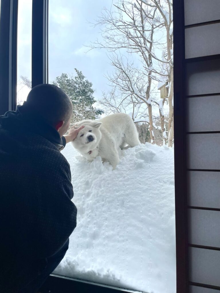 秋田犬のアキ