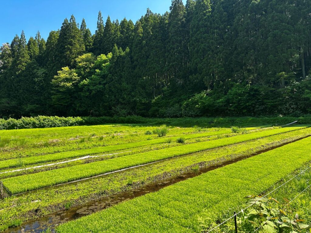 自家採種しているコシヒカリの苗を苗代で育てているところ